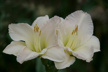 A pair of pale lilies