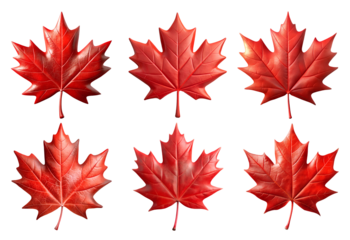 set of red Canadian maple leaf PNG on transparent background, Canadian symbol