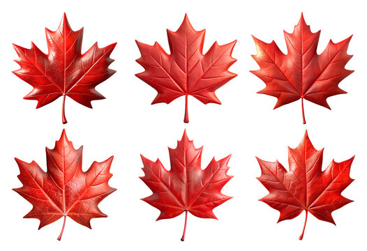 set of red Canadian maple leaf PNG on transparent background, Canadian symbol