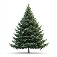 Fototapeta premium A tall evergreen tree stands alone on a white background