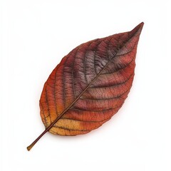 A leaf with brown veins and a red tip