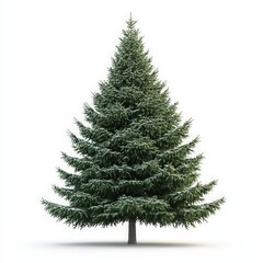 A tall evergreen tree stands alone on a white background