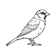 A Sparrow Bird Vector Art Illustration