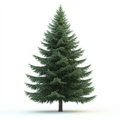 A tall, slender pine tree stands alone on a white background