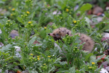 common tern parent