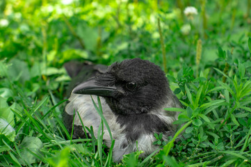 crow on the grass