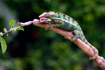 Fotobehang Panther chameleon on a tree branch © DS light photography
