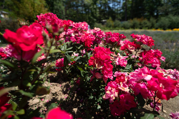 A field of red flowers with a few brown flowers in the middle