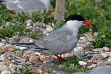 tern with chick