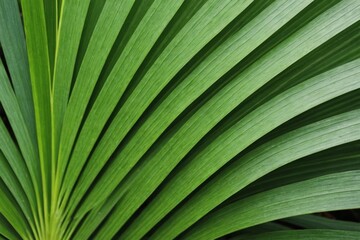 green palm leaf close up, natural bio background for flora concept and design