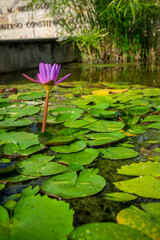 flor en estanque 