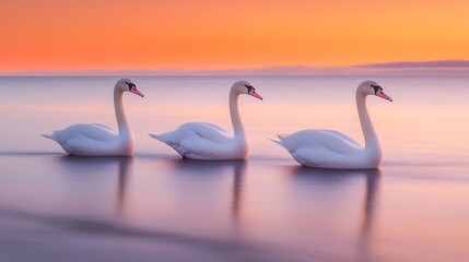Naklejka premium Three elegant swans gliding gracefully on calm water during a serene sunset.