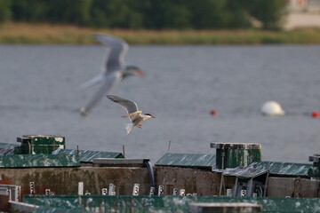 tern with chick