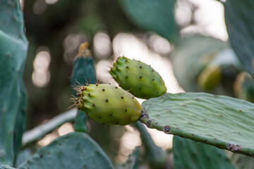 Prickly pear cactus fruit