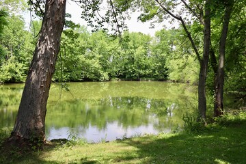 The peaceful pond in the countryside on a sunny day.