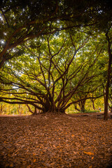 Obraz premium arbol grande con largas raices