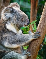 Fototapeta premium Koala beim Eukalyptusessen: Natur pur