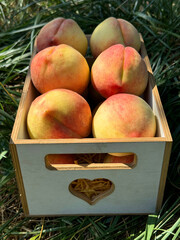 Peaches fruits ripe delicious juicy harvest in box. 