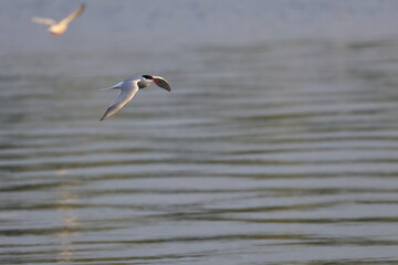 tern with chick