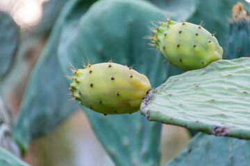 Prickly pear cactus fruit