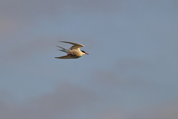 tern with chick