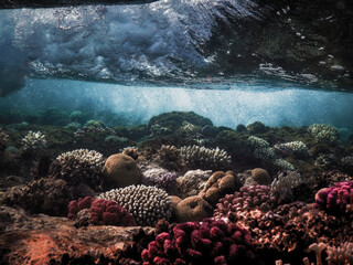 Sea world of Sharm el-Sheikh