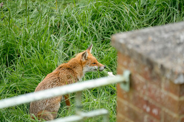 close-up of a lone male fox (Vulpes vulpes) in long grass, eating, Wilts UK