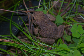 Gray toad (Bufo bufo) sits on the grass in the forest.