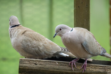 close-up of a pair of collared doves (Streptopelia Decaocto) checking out a wooden bird feeding tray
