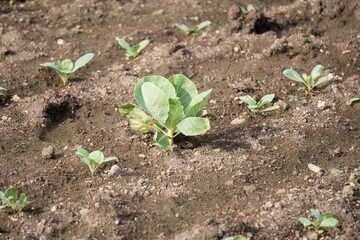 Young Cabbage Plant Thriving in Fertile Farm Soil