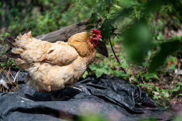 fat hen in yard
