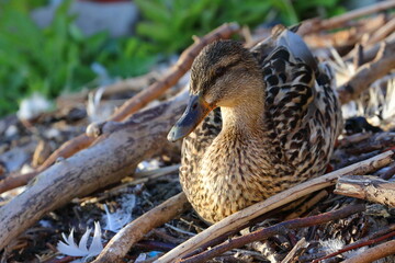 duckling