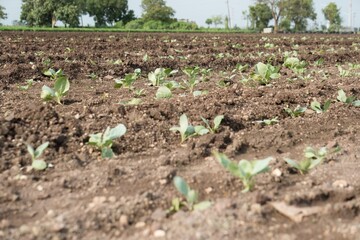 A juvenile cabbage plant prospering in fertile farmland
