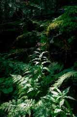 fern in the forest