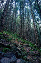 sunlight in the forest