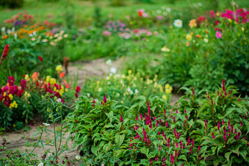 summer garden with nice flowers