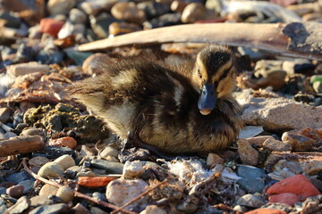 duckling