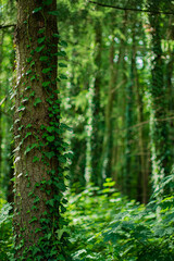Ivy (Hedera Helix) plant climbing up tree trunk