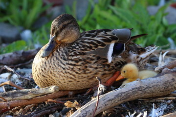 duckling