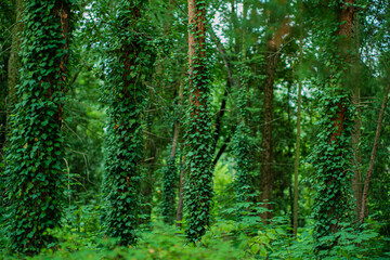 Ivy (Hedera Helix) plant climbing up tree trunk