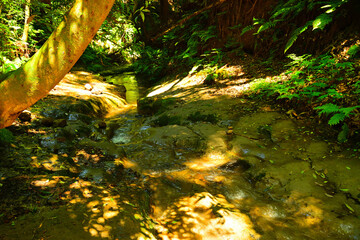 陣ヶ下渓谷　神奈川県横浜市保土ヶ谷区
