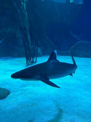 Fototapeta premium shark in aquarium