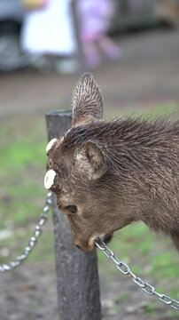 Some tongue licking in Nara Park, Japan