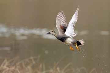 Male Gadwall Duck Flushes From Marshy Hole