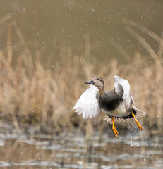 Male Gadwall Duck Flushes From Marshy Hole