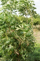 Lively Broad Bean Cultivation in a Sunlit Agricultural Landscape