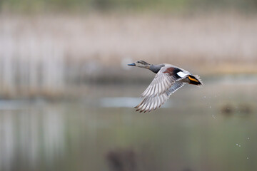 Male Gadwall Duck Flushes From Marshy Hole