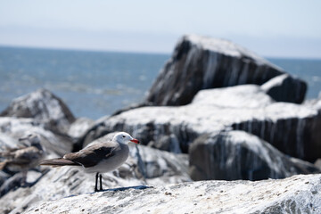 Heermann's Gull on a Rocky Beach Outcropping