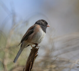 Beautiful Dark-Eyed Junco Singing in Springtime