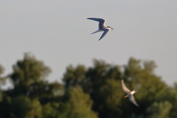 common tern